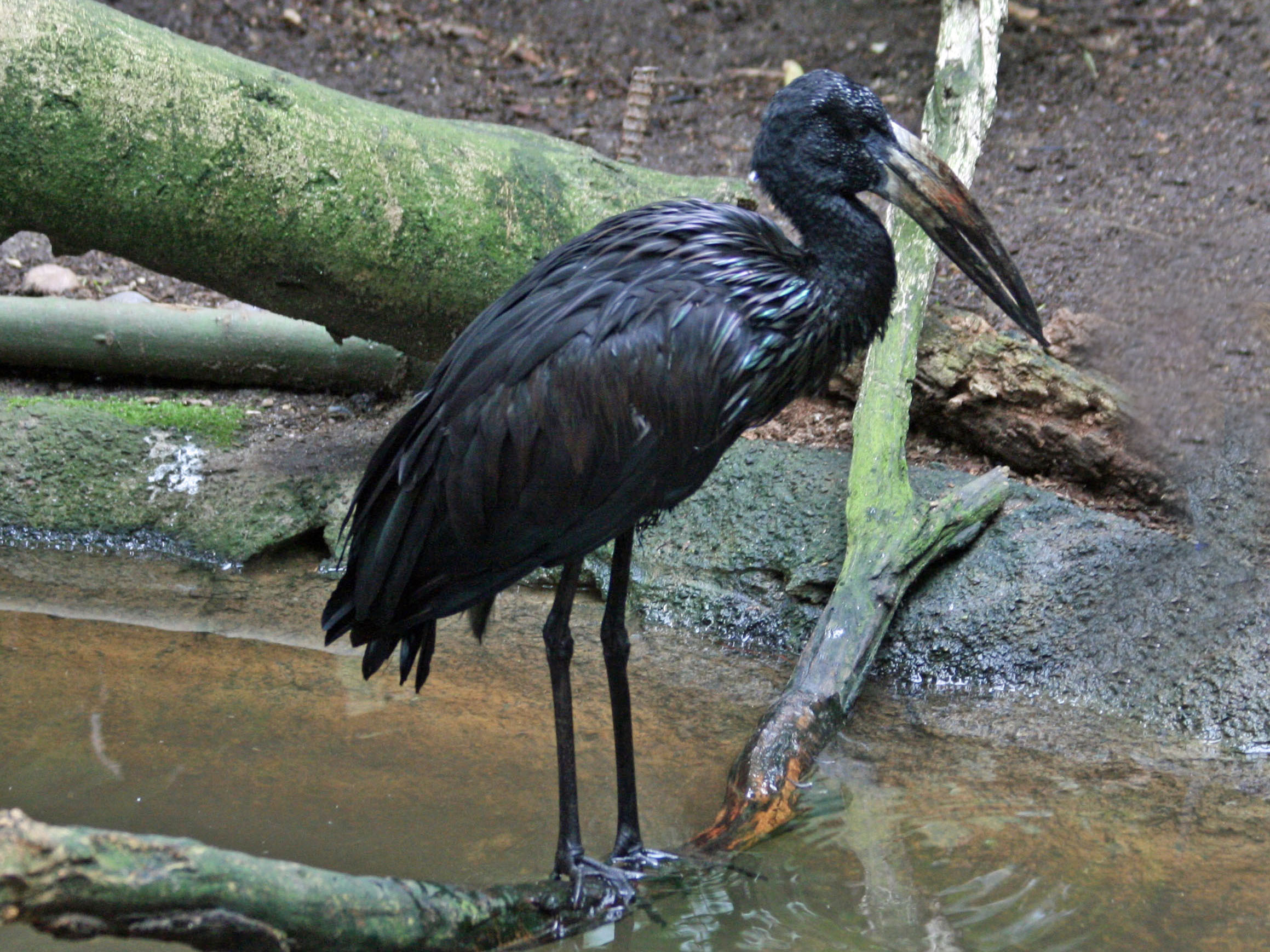 African Openbill in the swamp