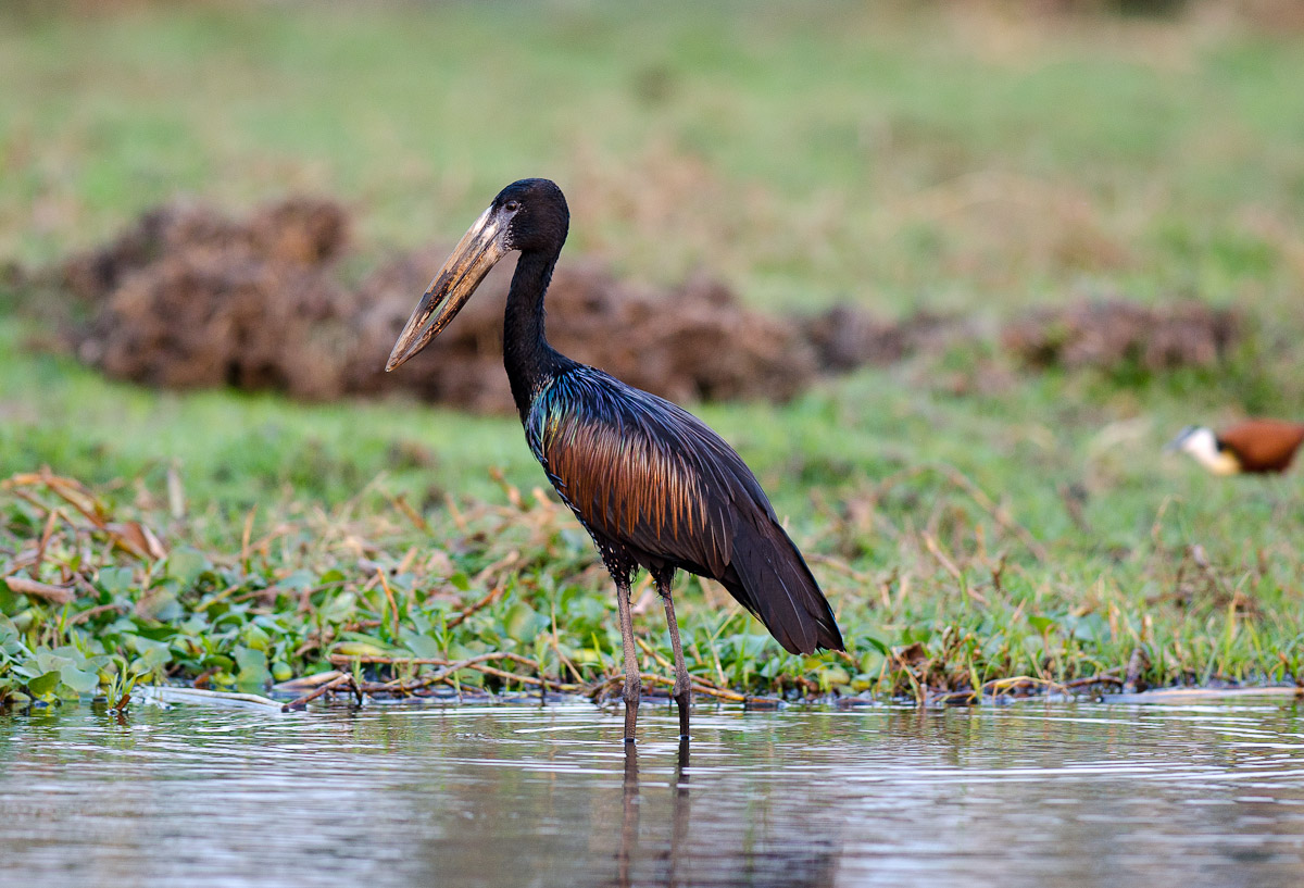 African Openbill in water