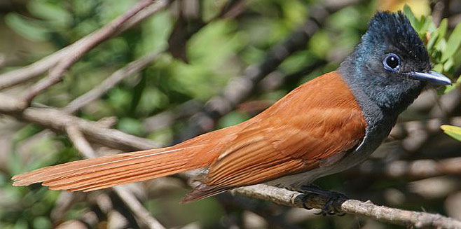 African Paradise-flycatcher in jungle