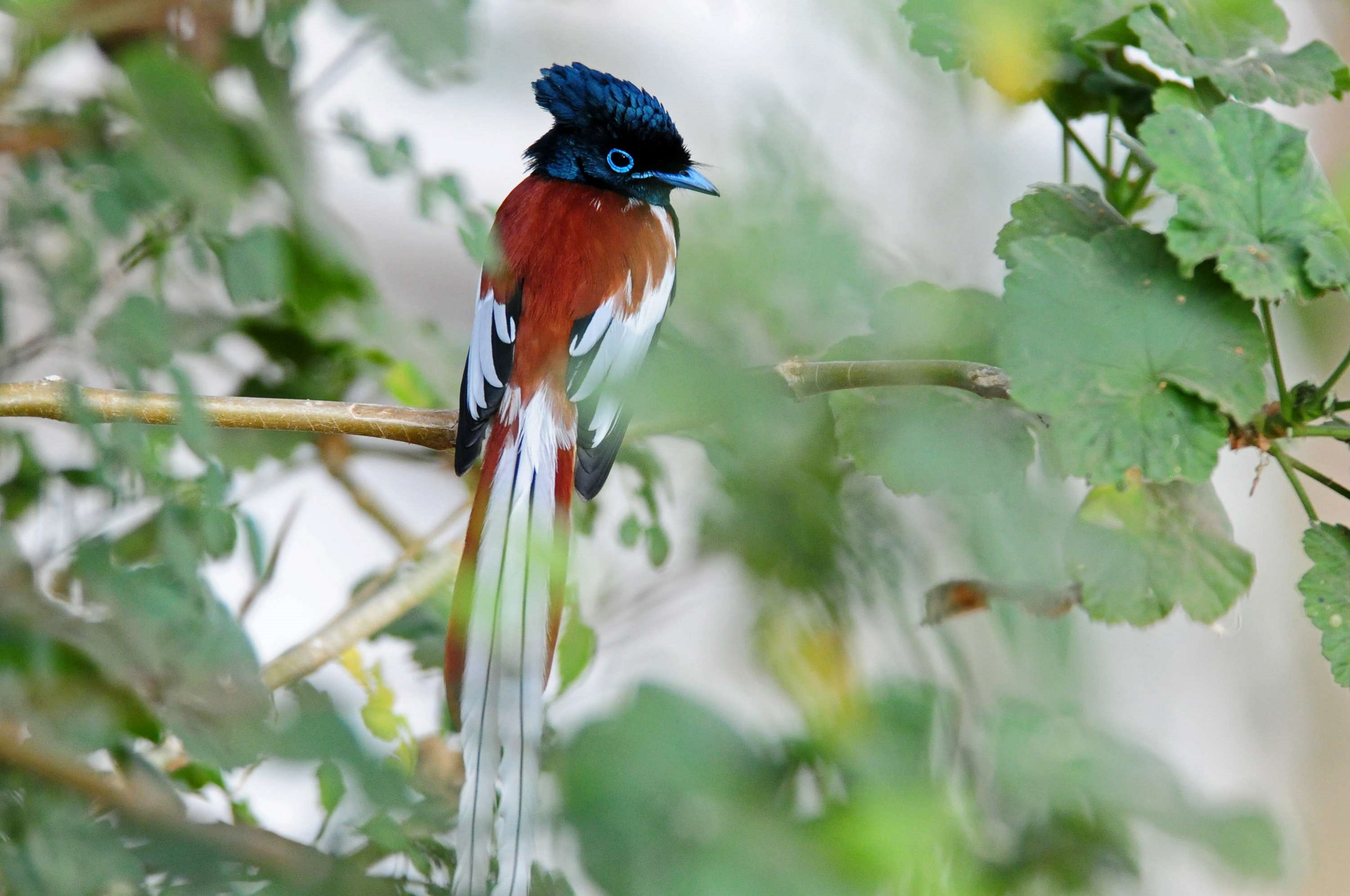 African Paradise-flycatcher on a tree