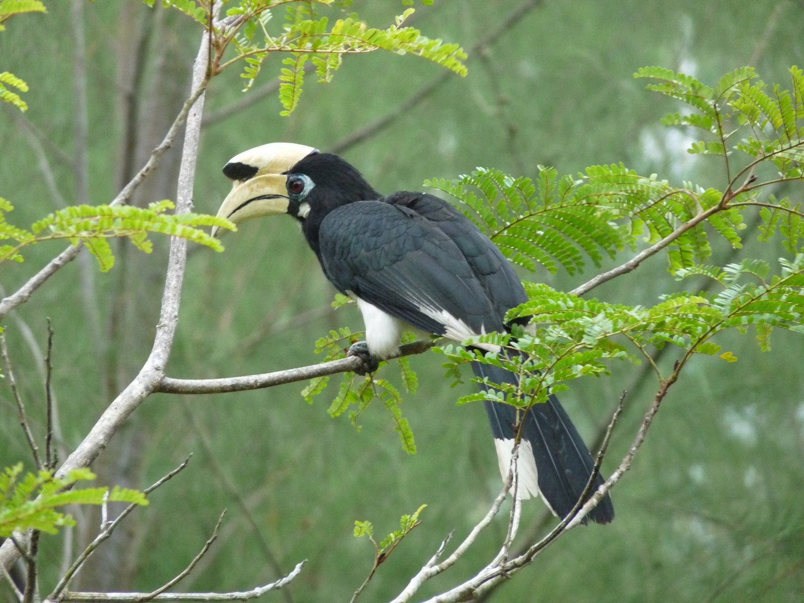 African Pied Hornbill on a branch