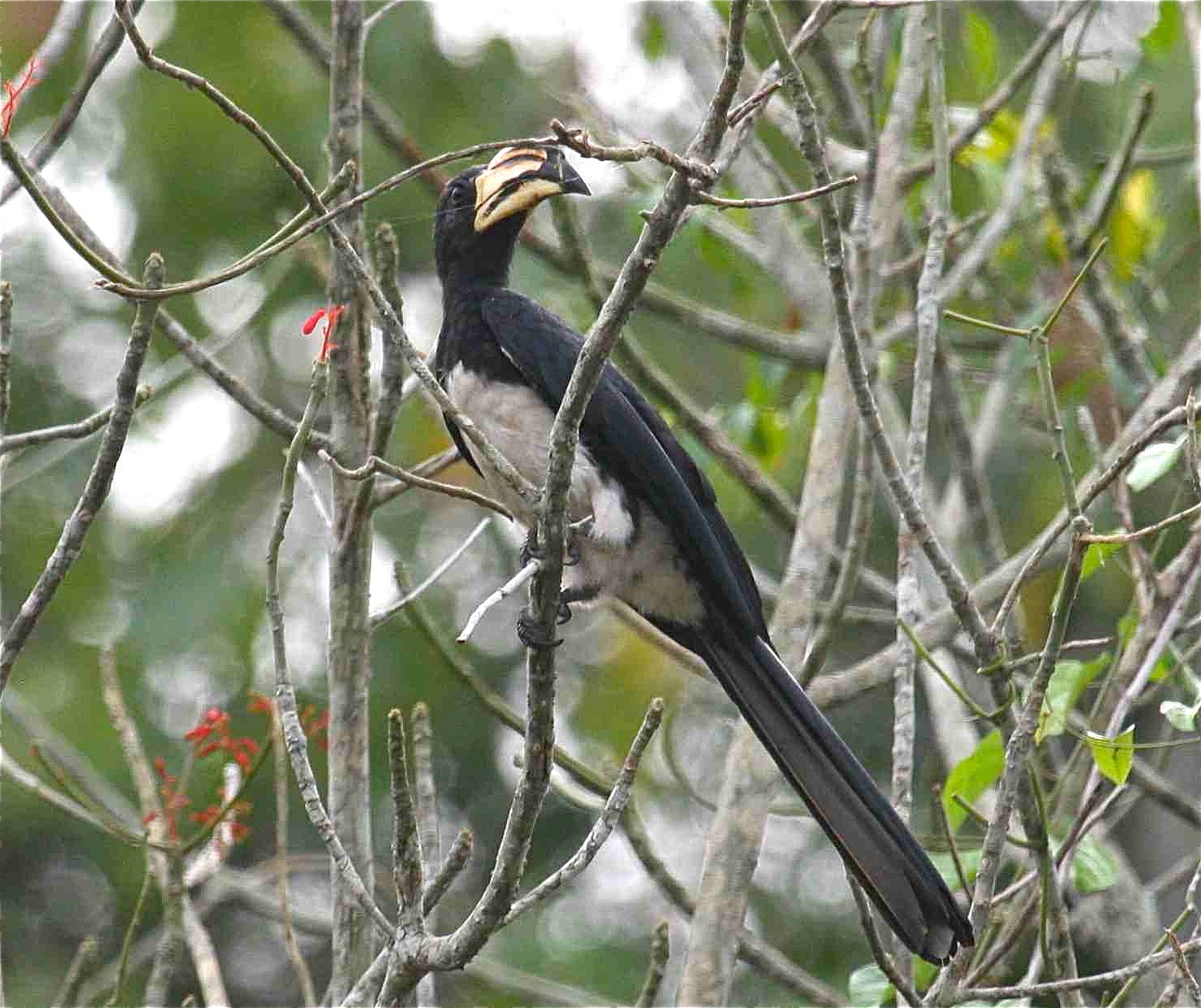 African Pied Hornbill on a tree
