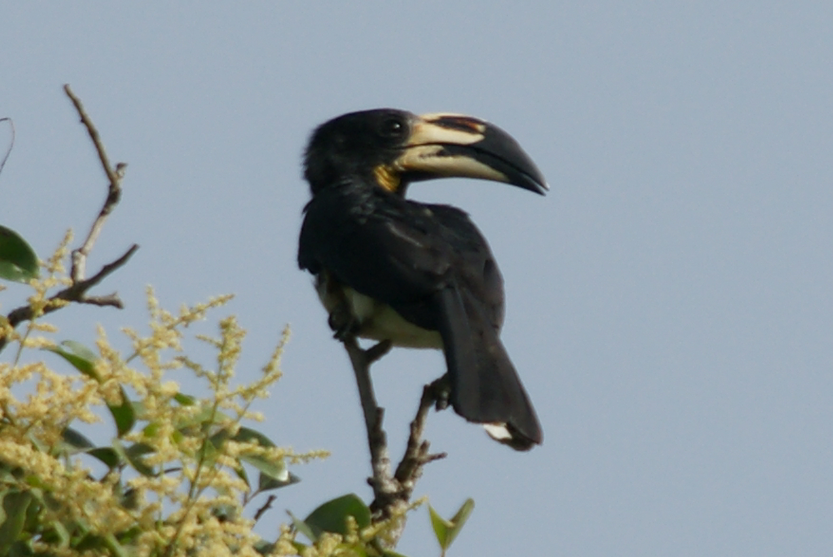 African Pied Hornbill on top