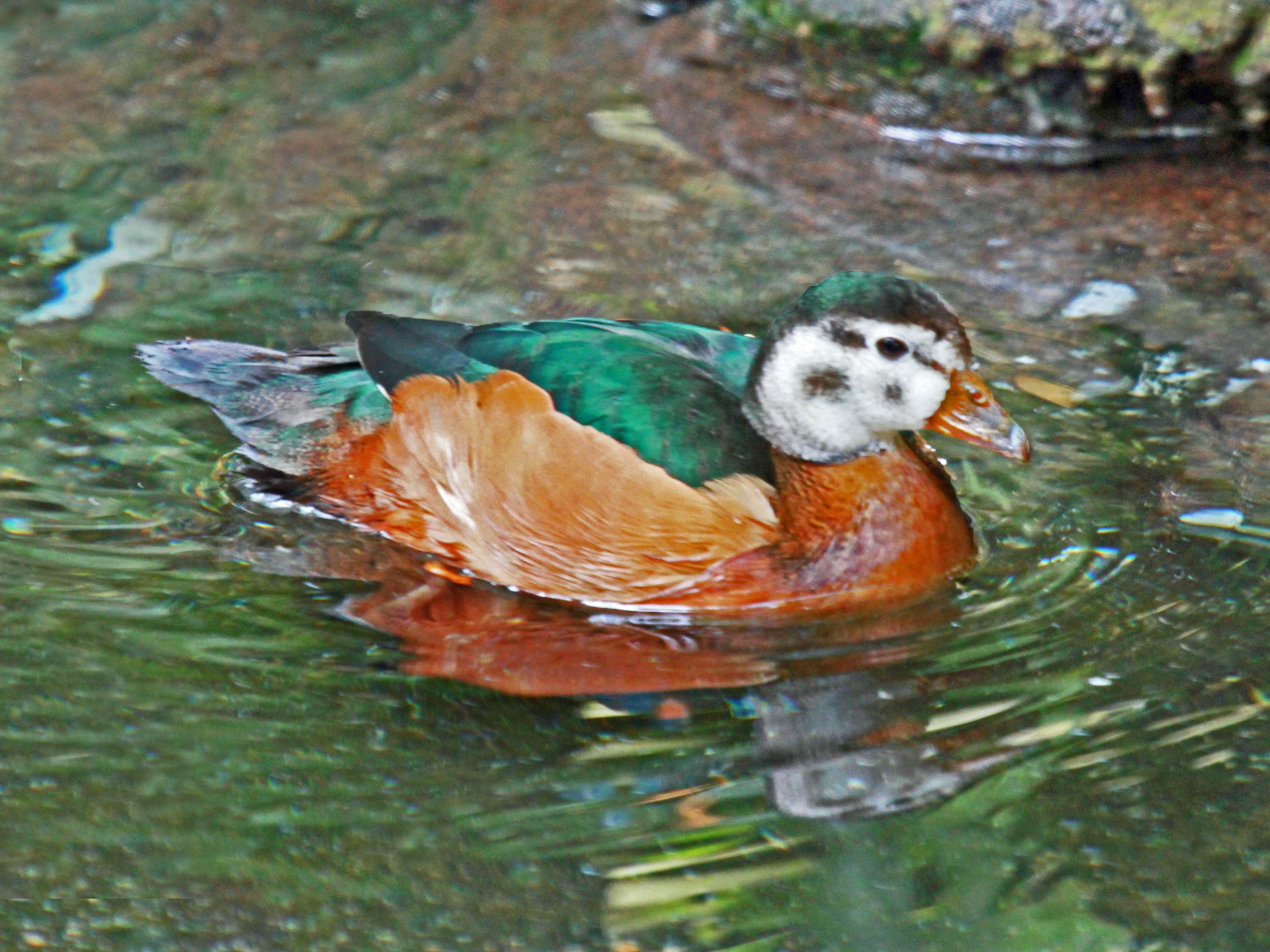 African Pygmy Goose swims
