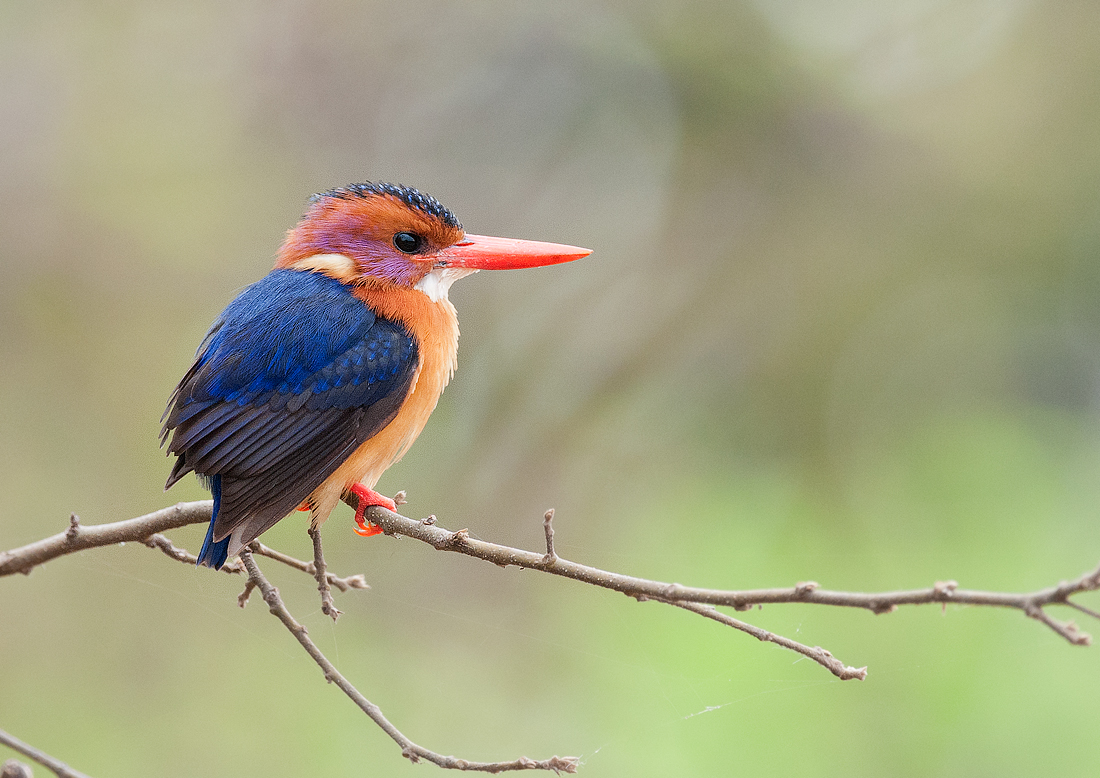 African Pygmy Kingfisher on the branch
