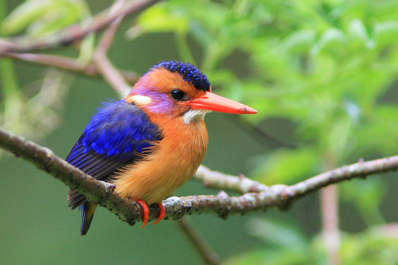 African Pygmy Kingfisher on the tree