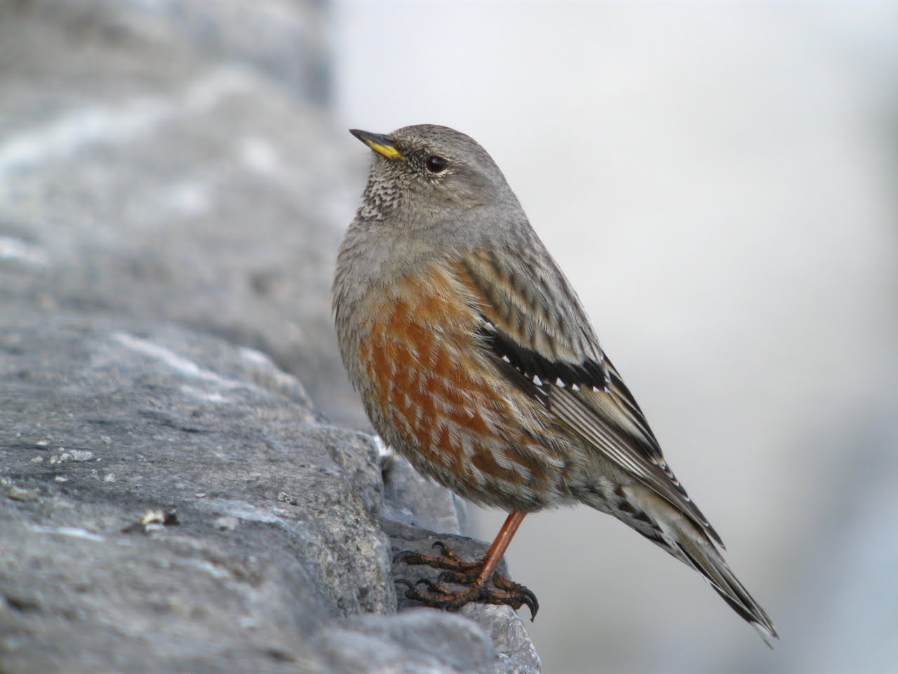 Alpine Accentor on the rocks