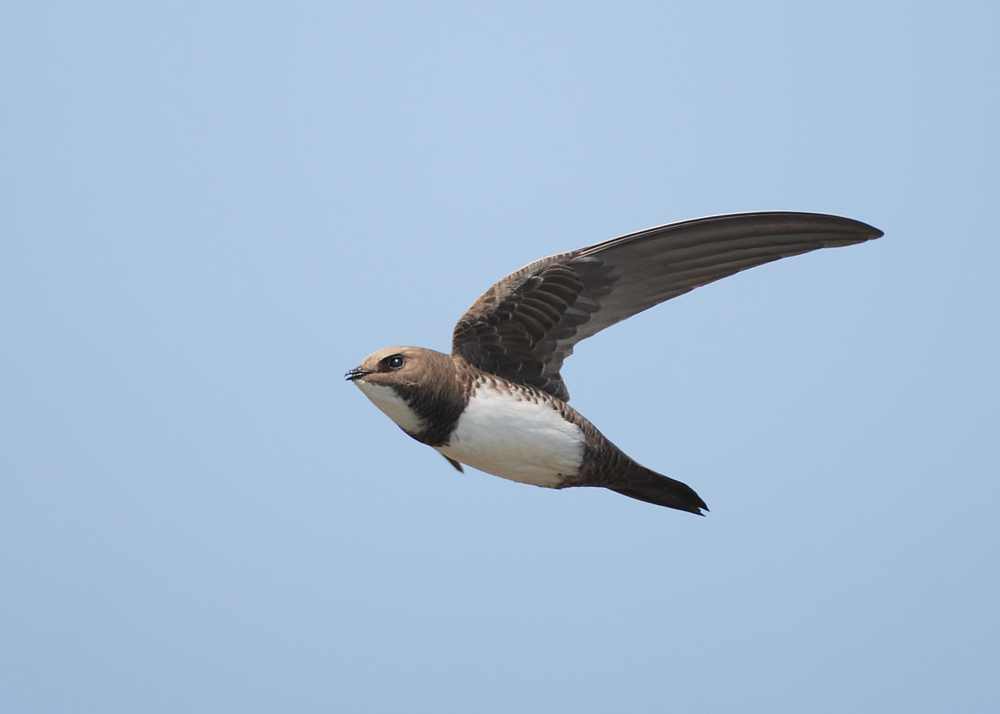 Alpine Swift in the sky