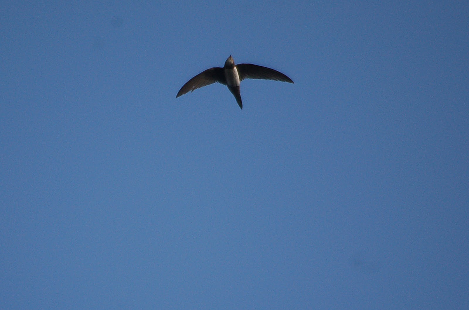 Alpine Swift makes a loop