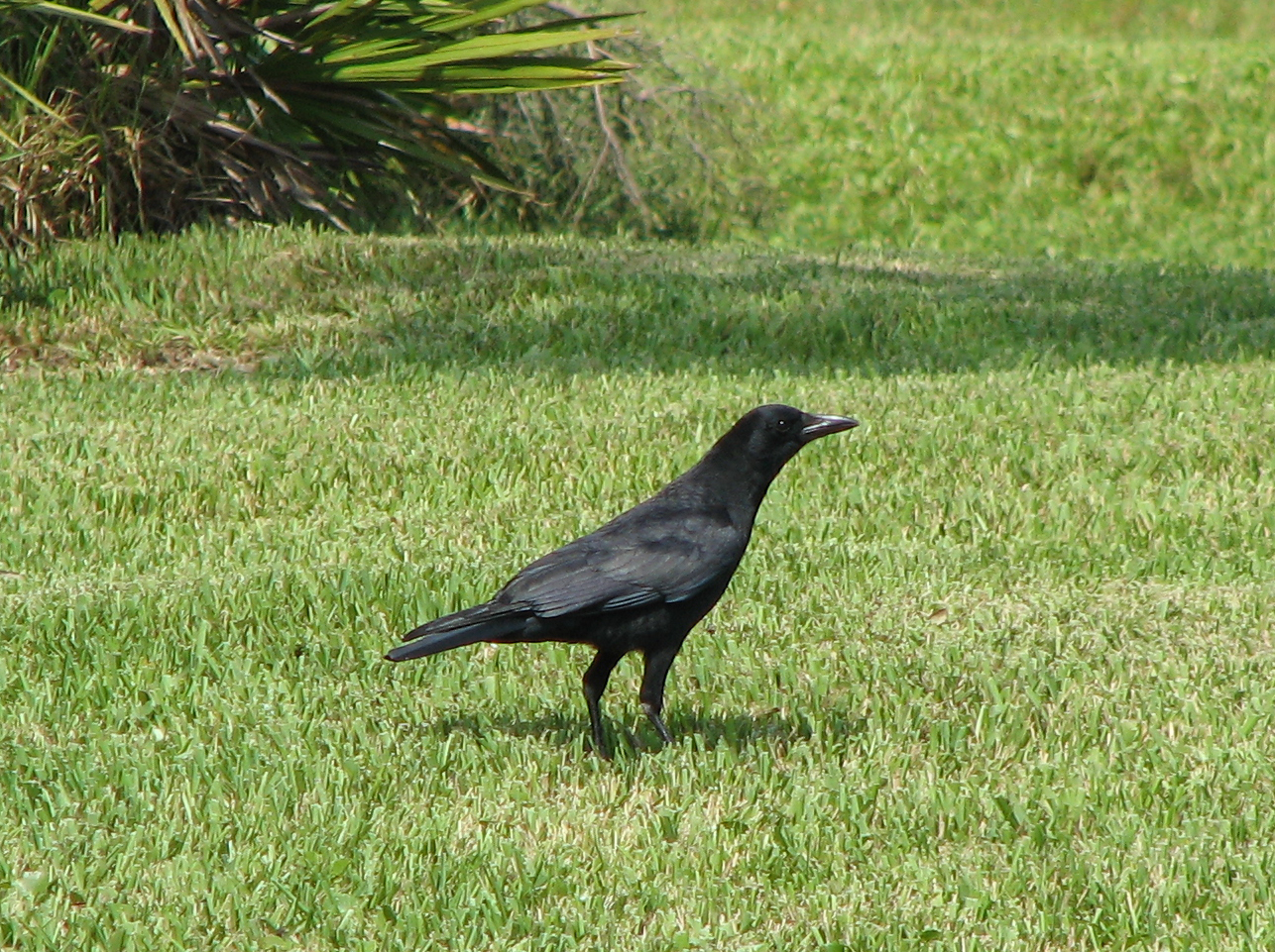 American Crow on earth