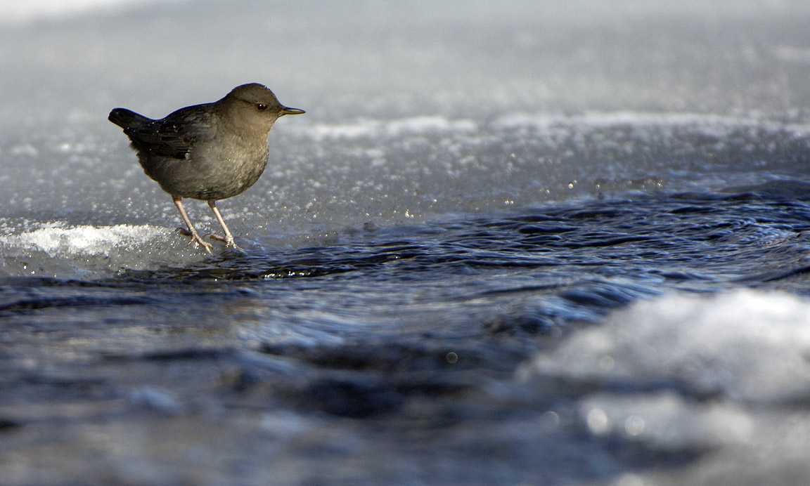 American Dipper in water