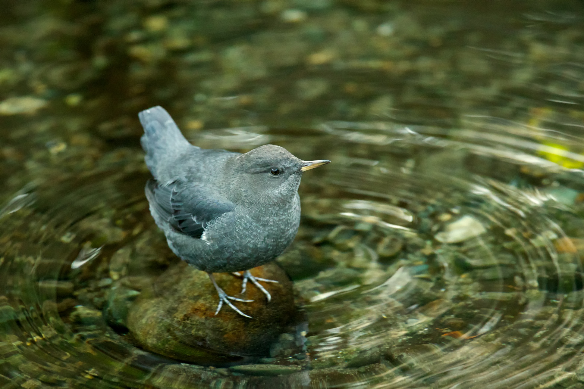 American Dipper