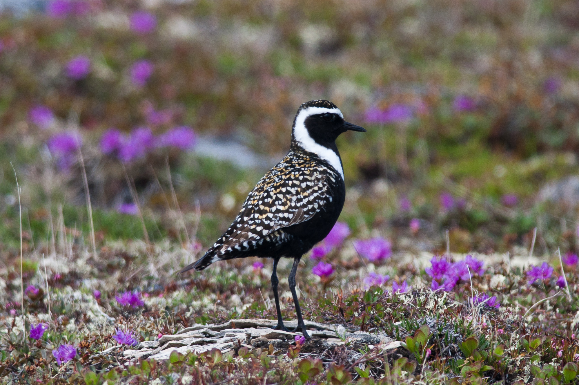 American Golden Plover on flowers