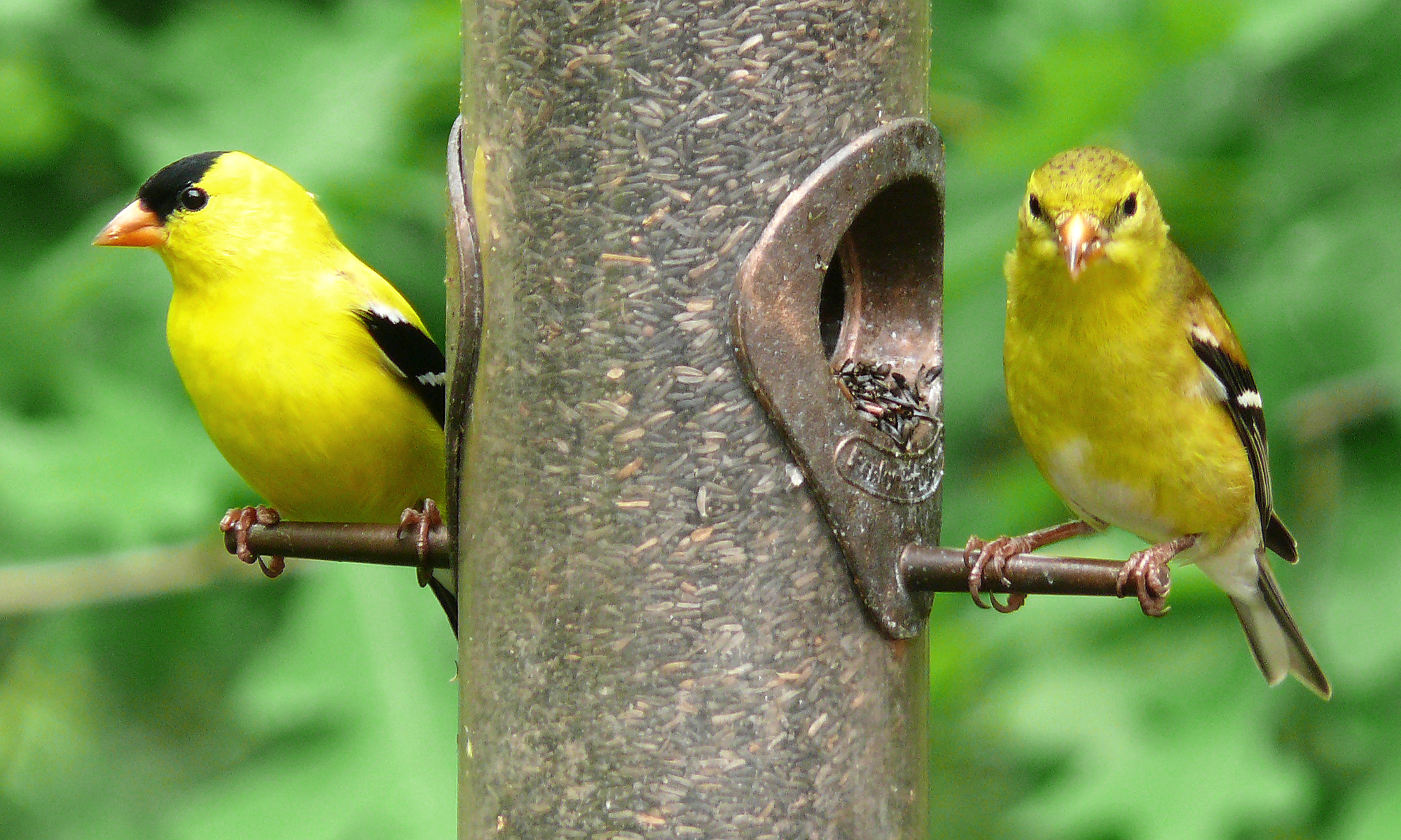 American Goldfinch birds