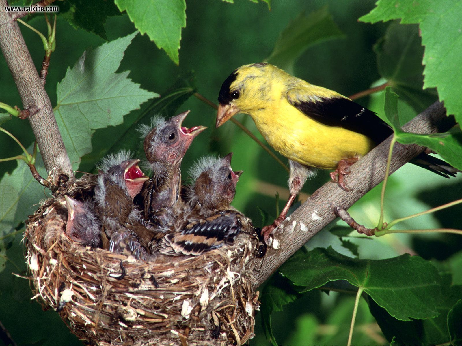 American Goldfinch family