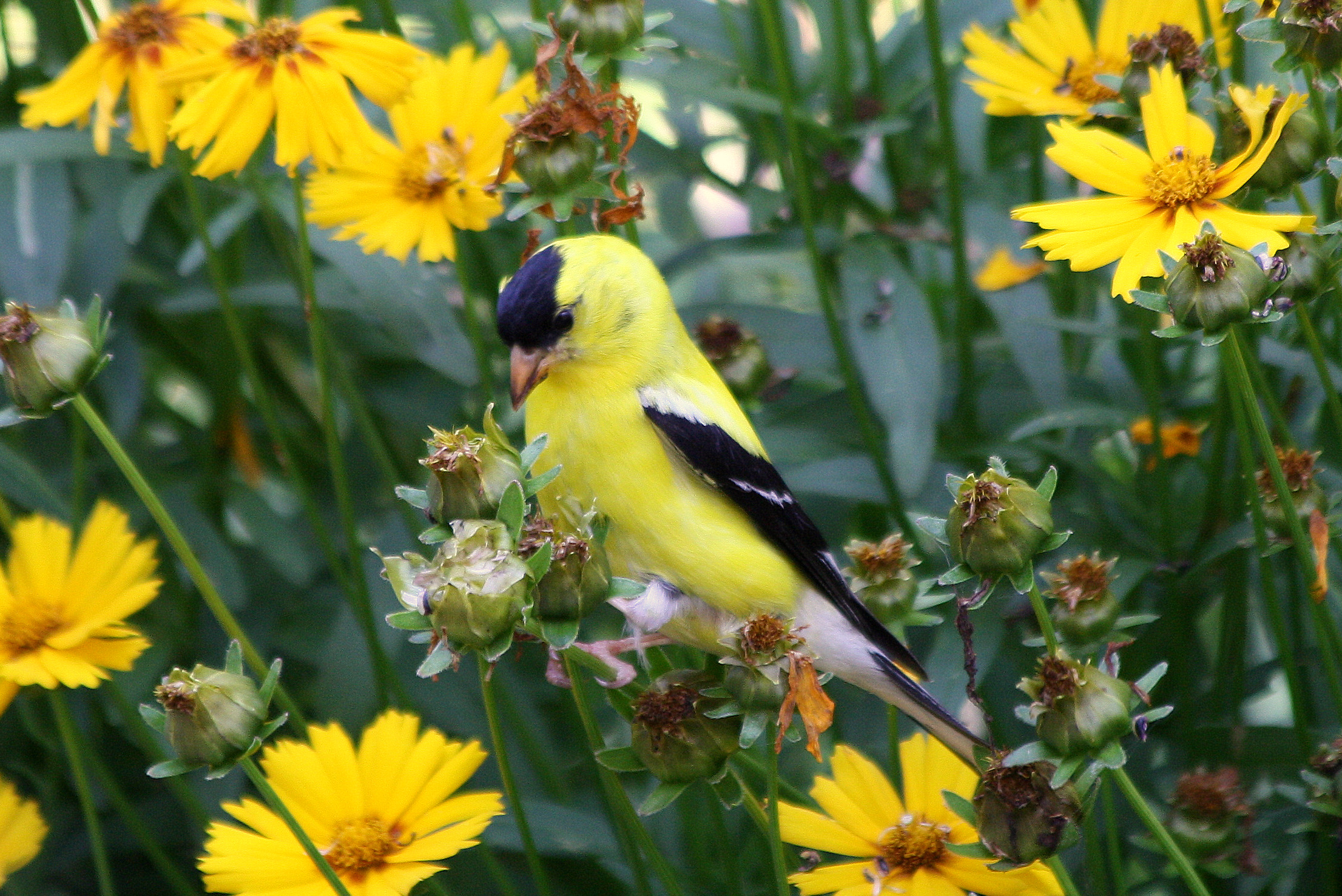 American Goldfinch in flowers