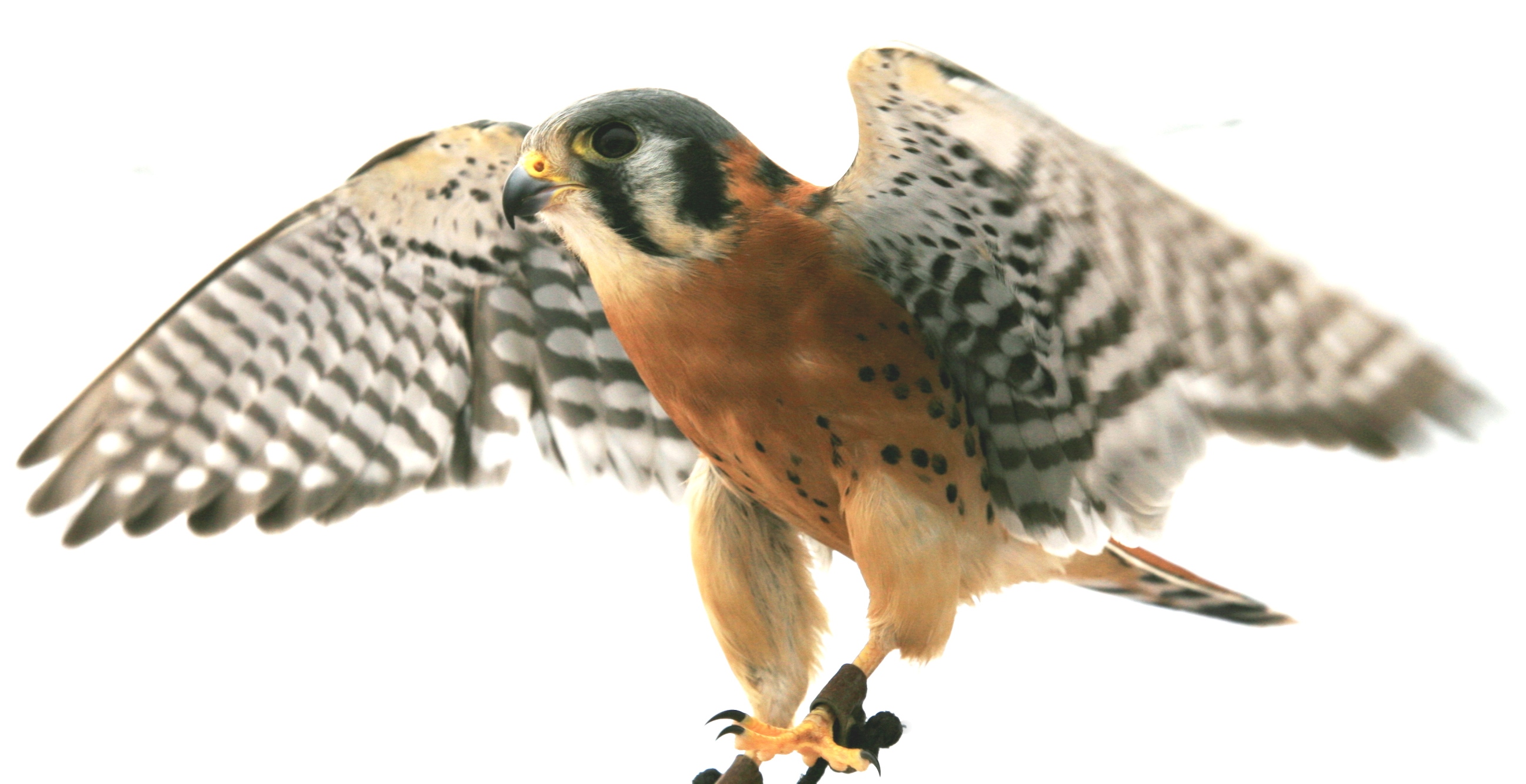 American Kestrel portrait