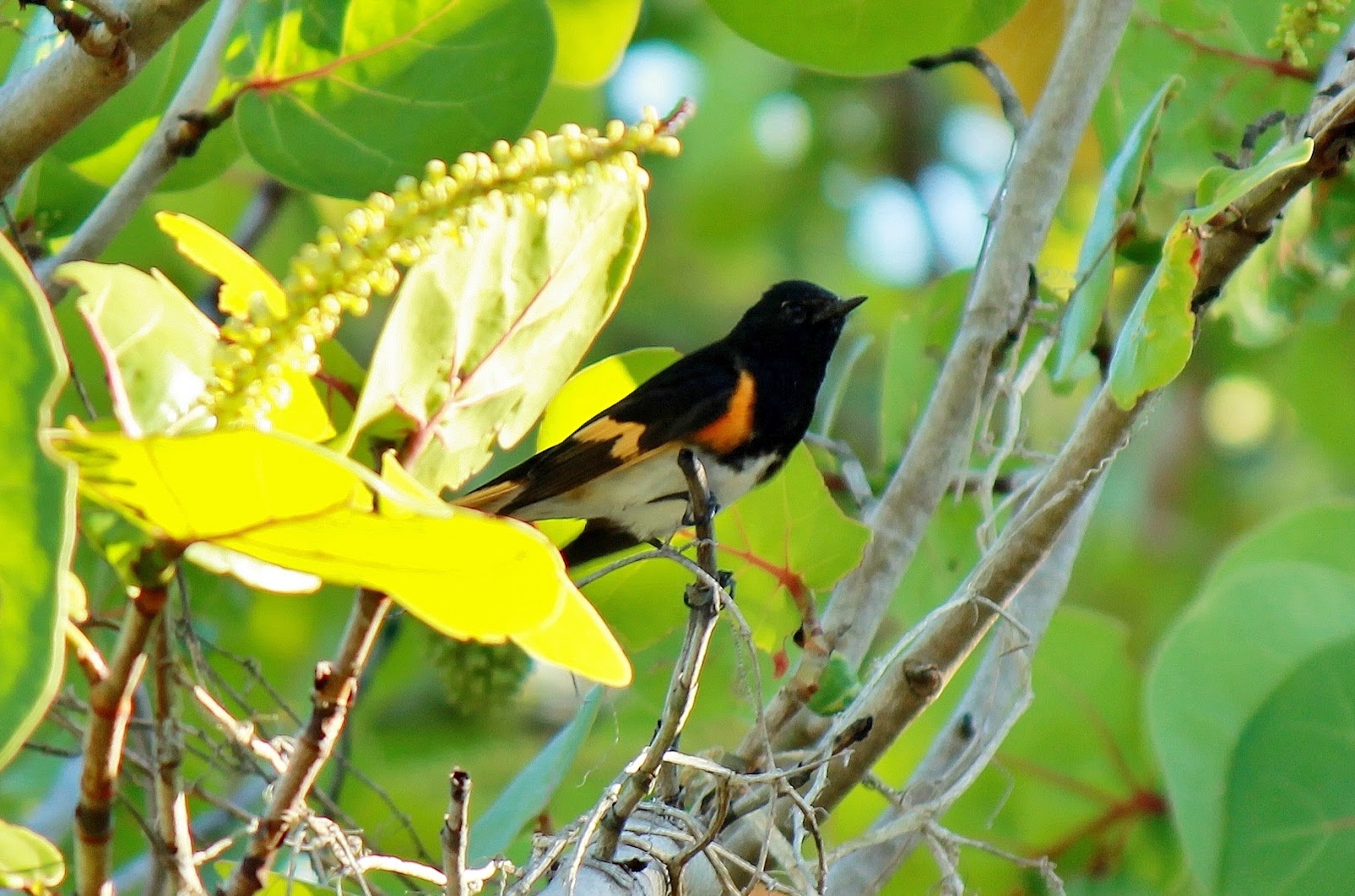 American Redstart and flowers