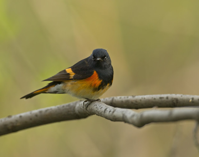 American Redstart on a branch