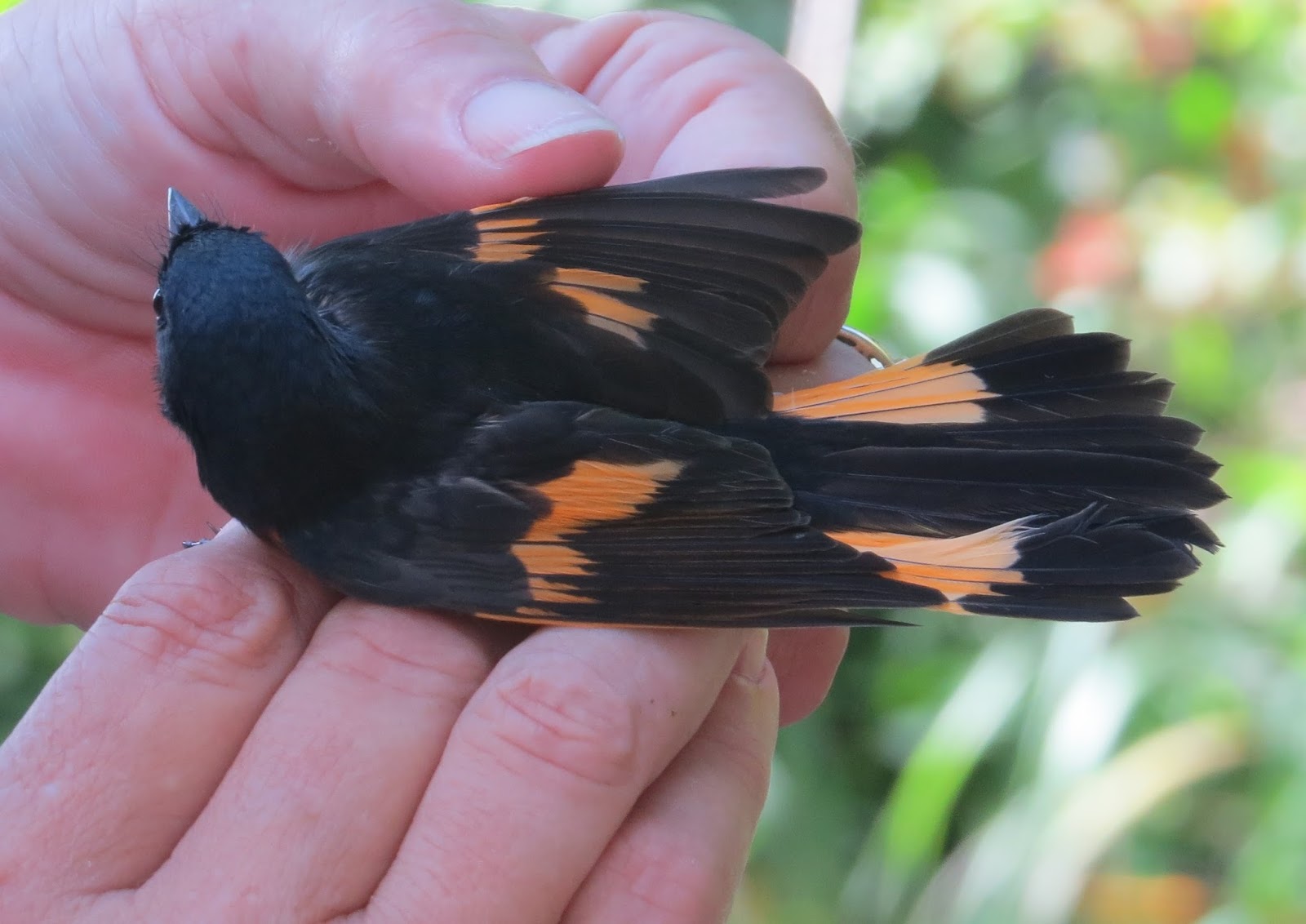 American Redstart on the palms