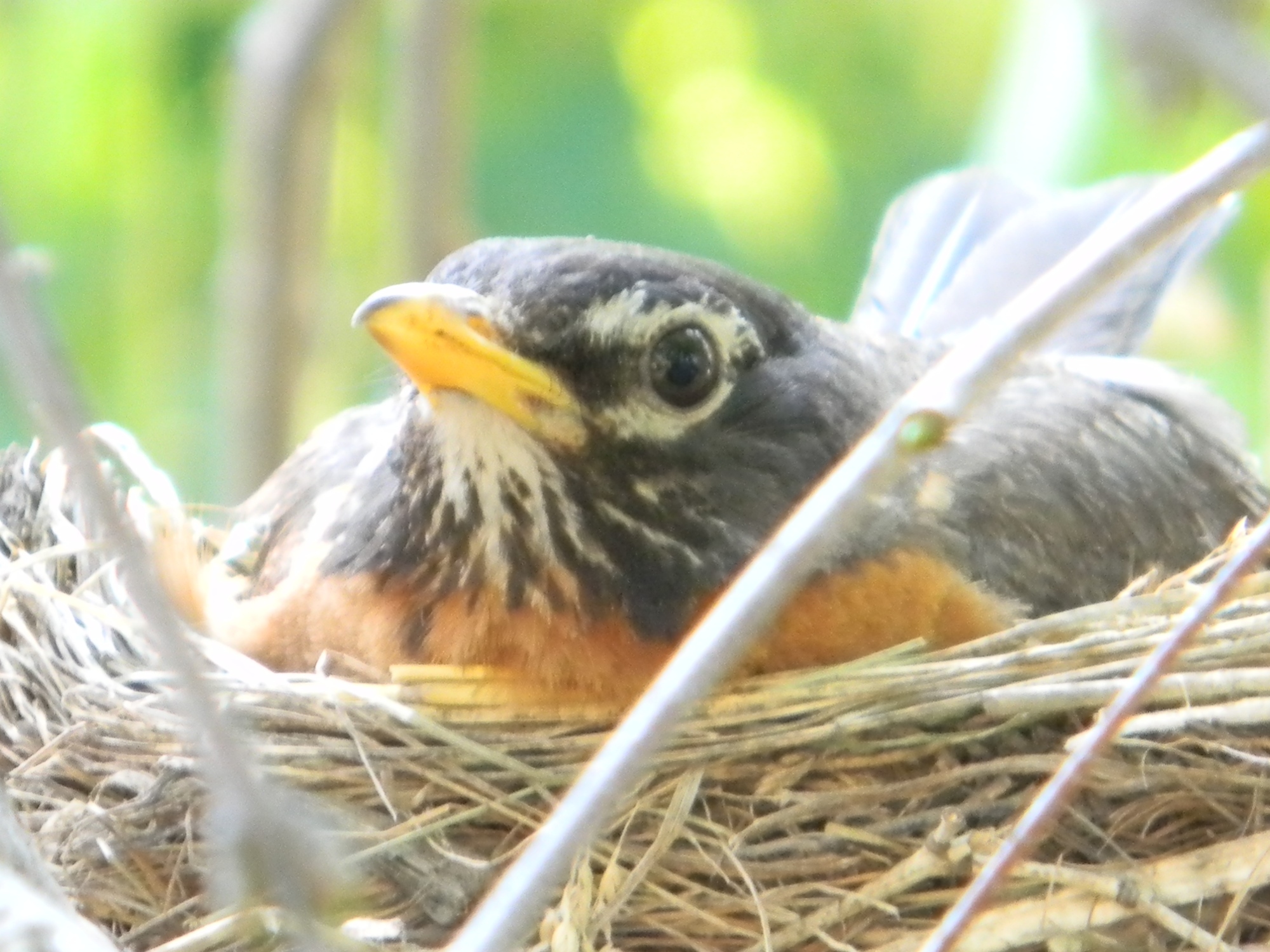 American Robin in the nest