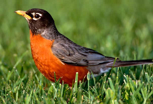 American Robin on the grass