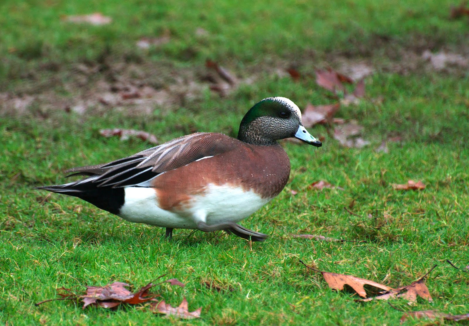 American Wigeon on the grass