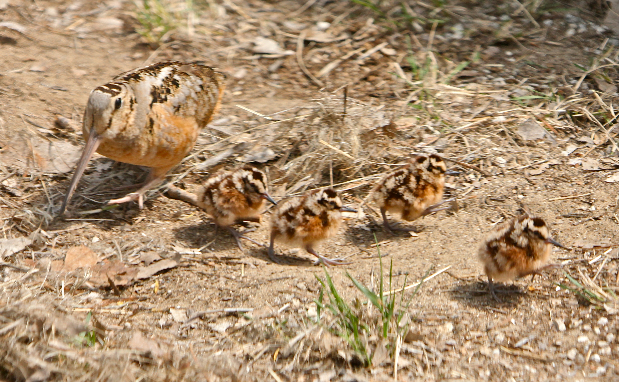 American Woodcock family