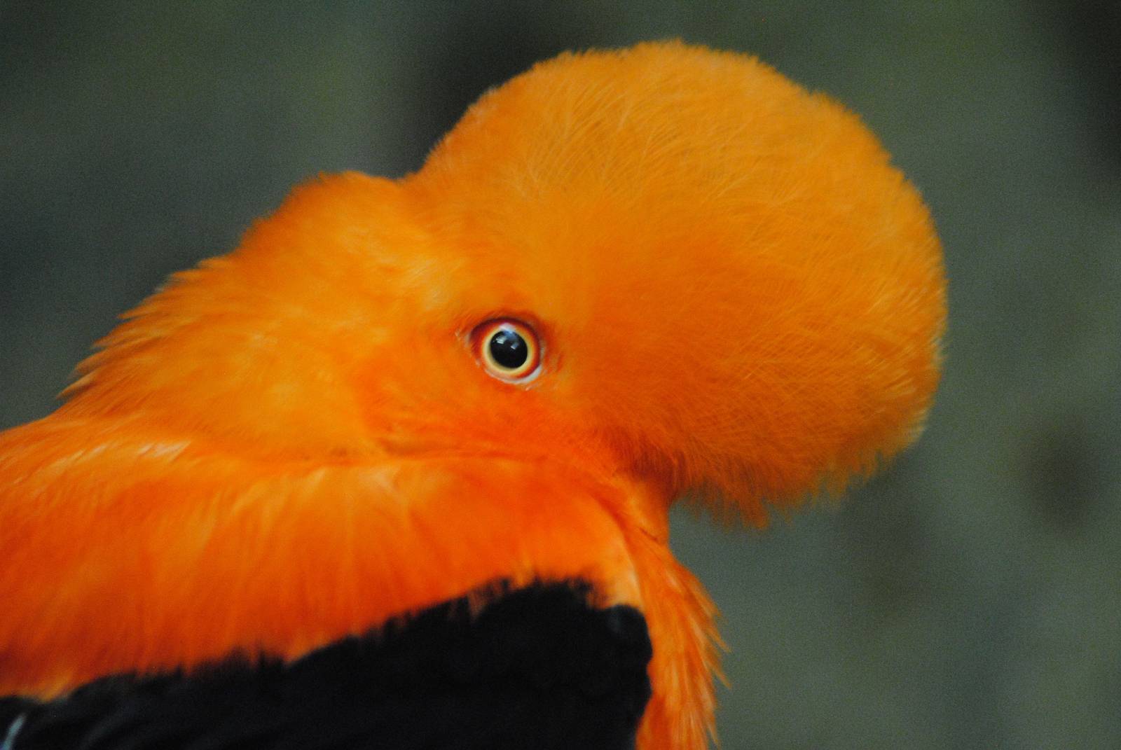Andean Cock-of-the-rock head