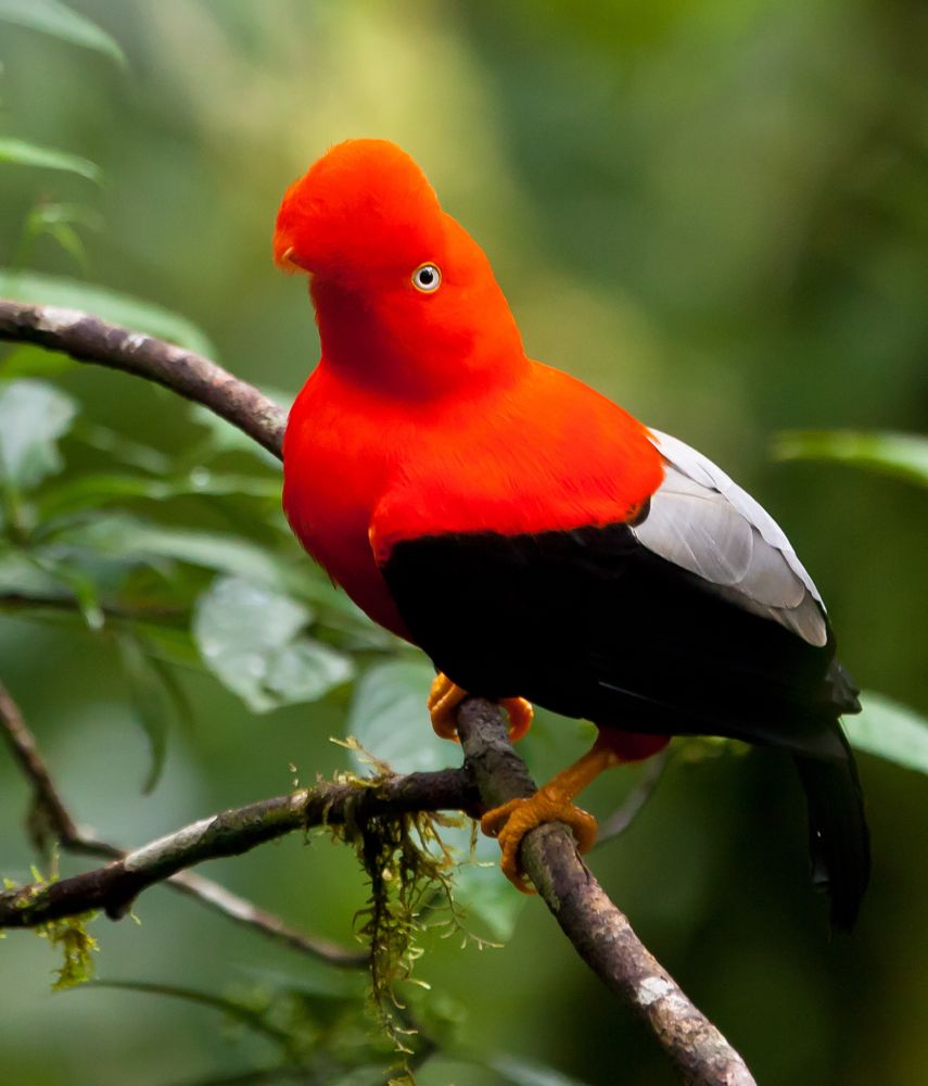 Andean Cock-of-the-rock in forest