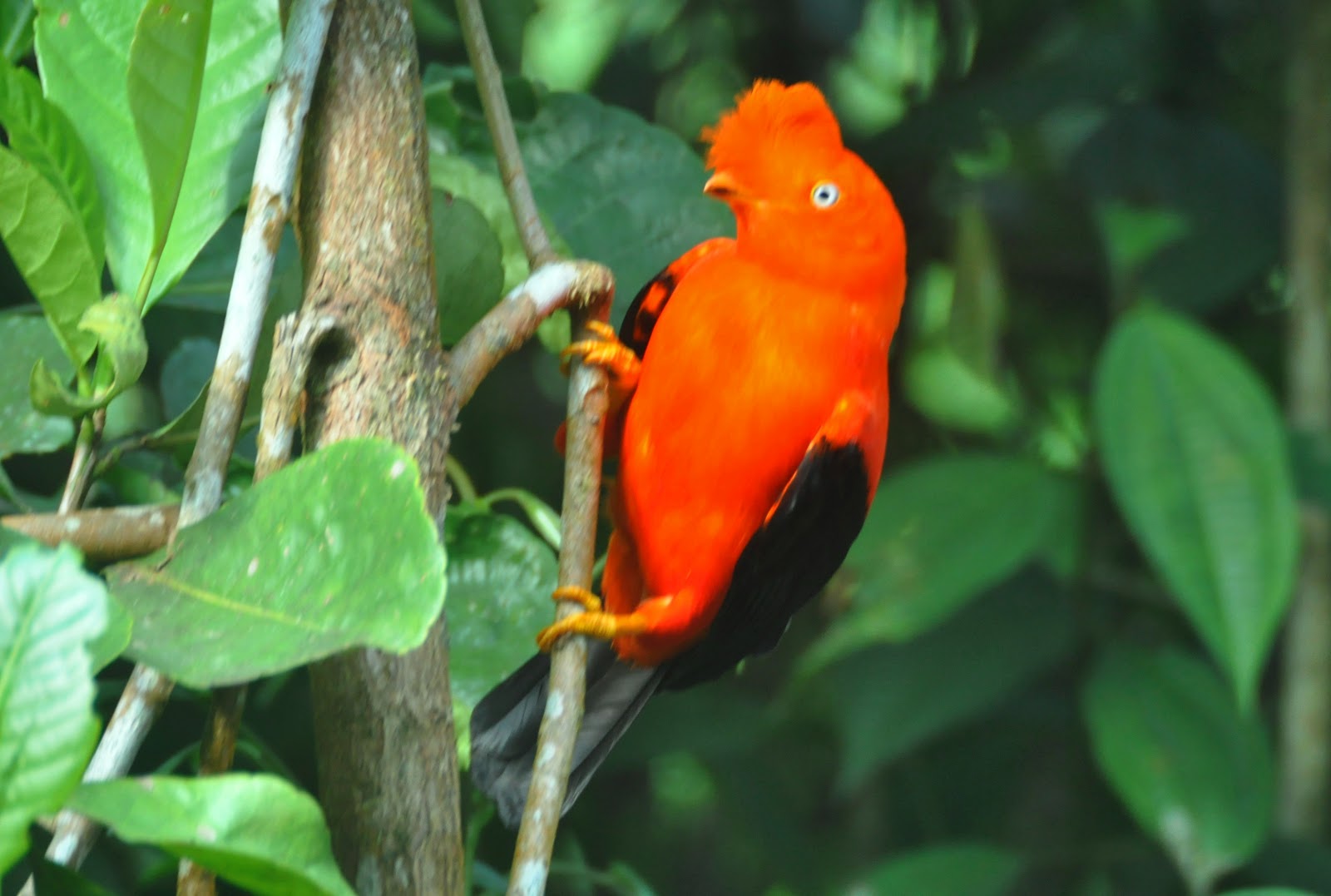 Andean Cock-of-the-rock on the branch