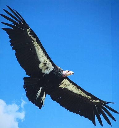 Andean Condor in sky