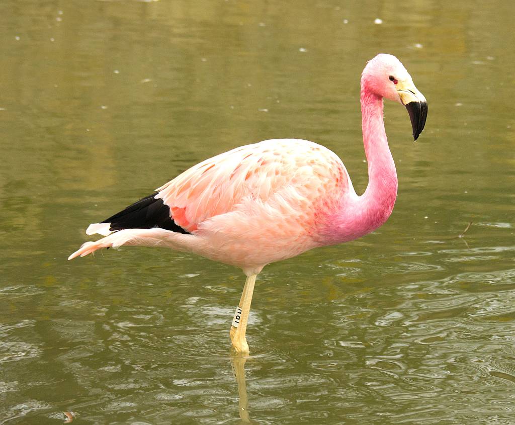 Andean Flamingo in water