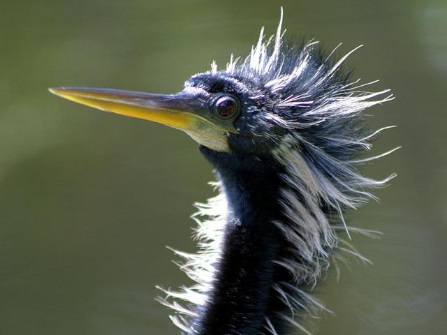 Anhinga head