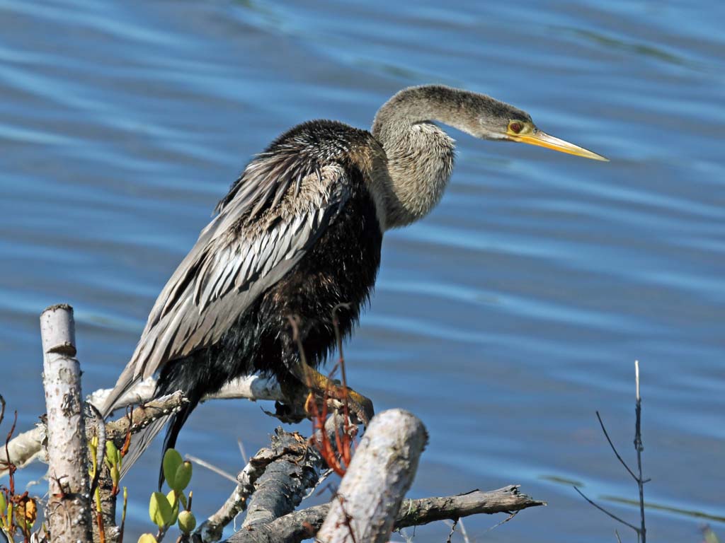 Anhinga side view