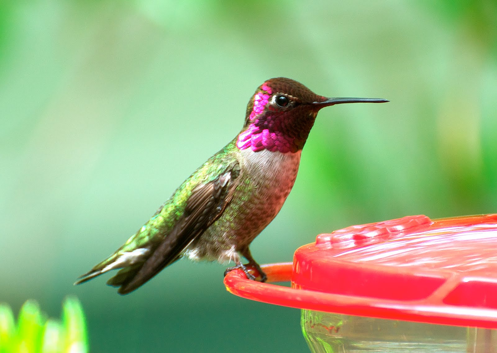 Anna's Hummingbird near the feeder