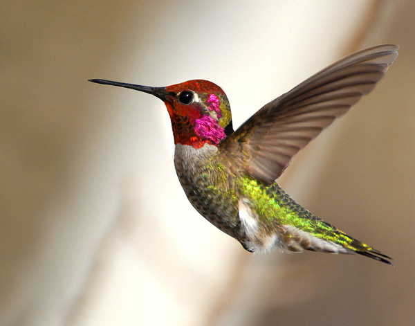 Anna's Hummingbird side view