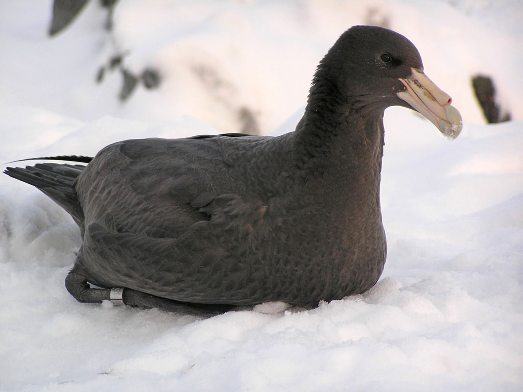 Antarctic Petrel on the snow