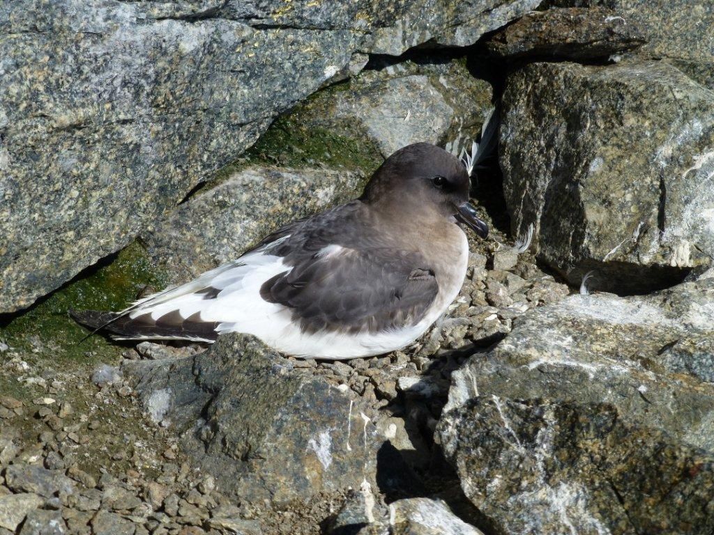 Antarctic Petrel on the stones