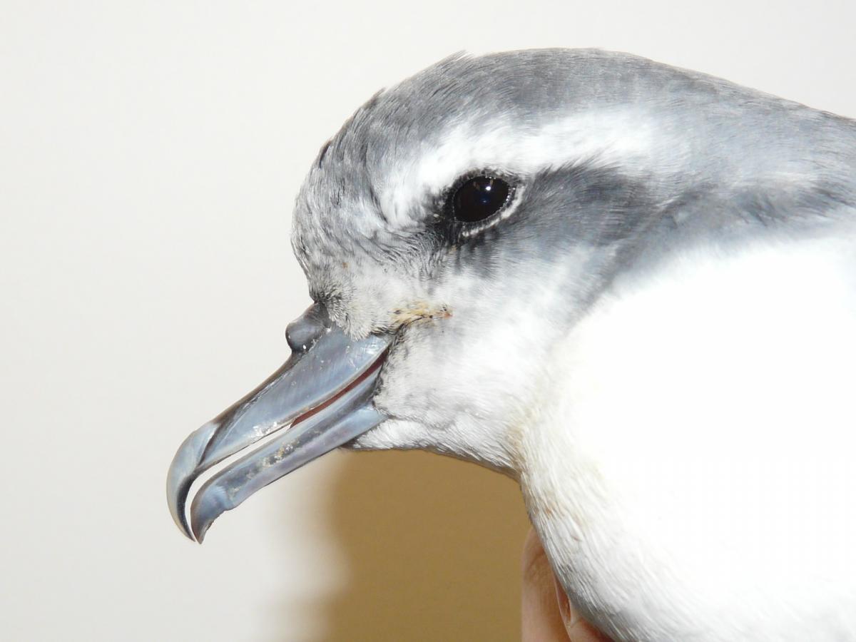 Antarctic Prion head