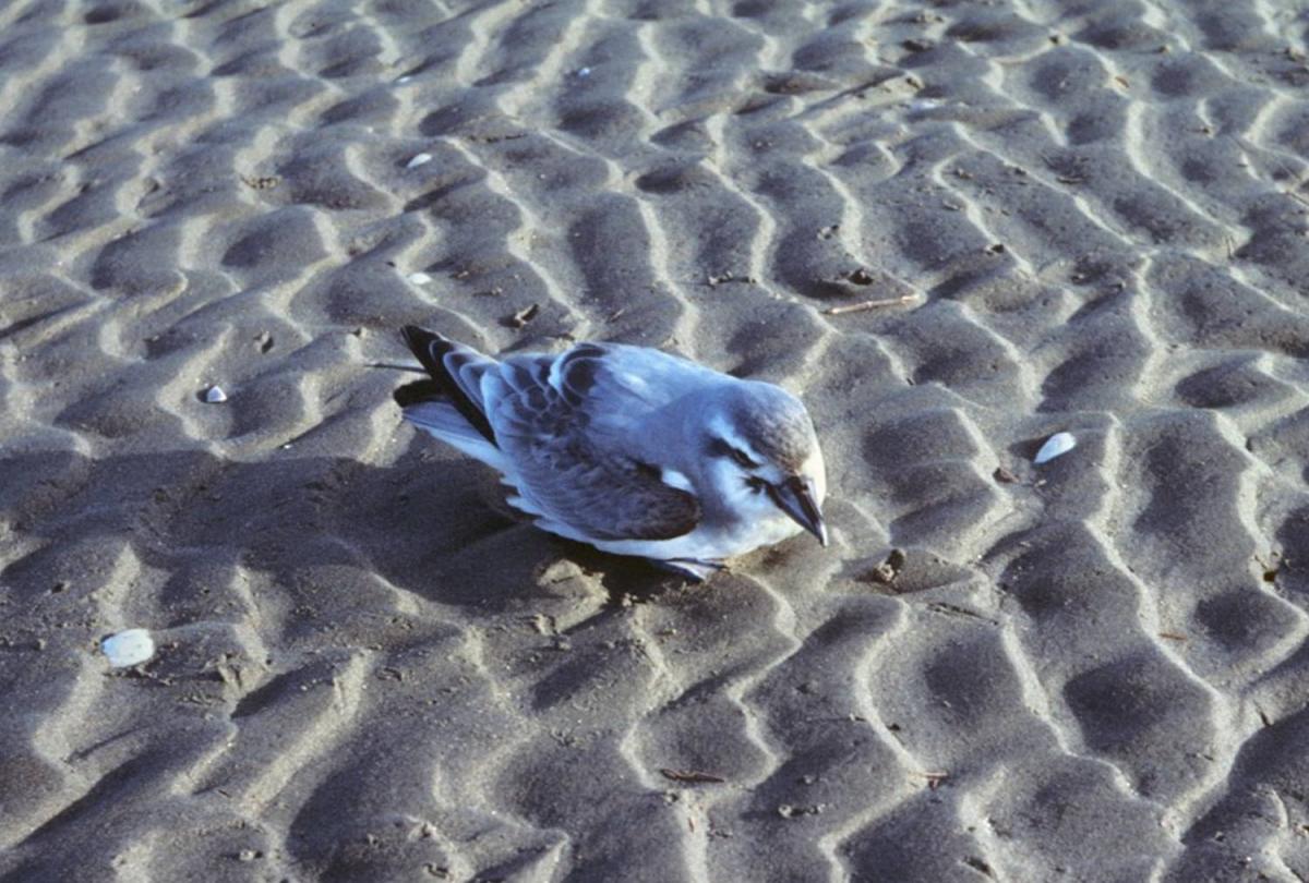 Antarctic Prion on the sand