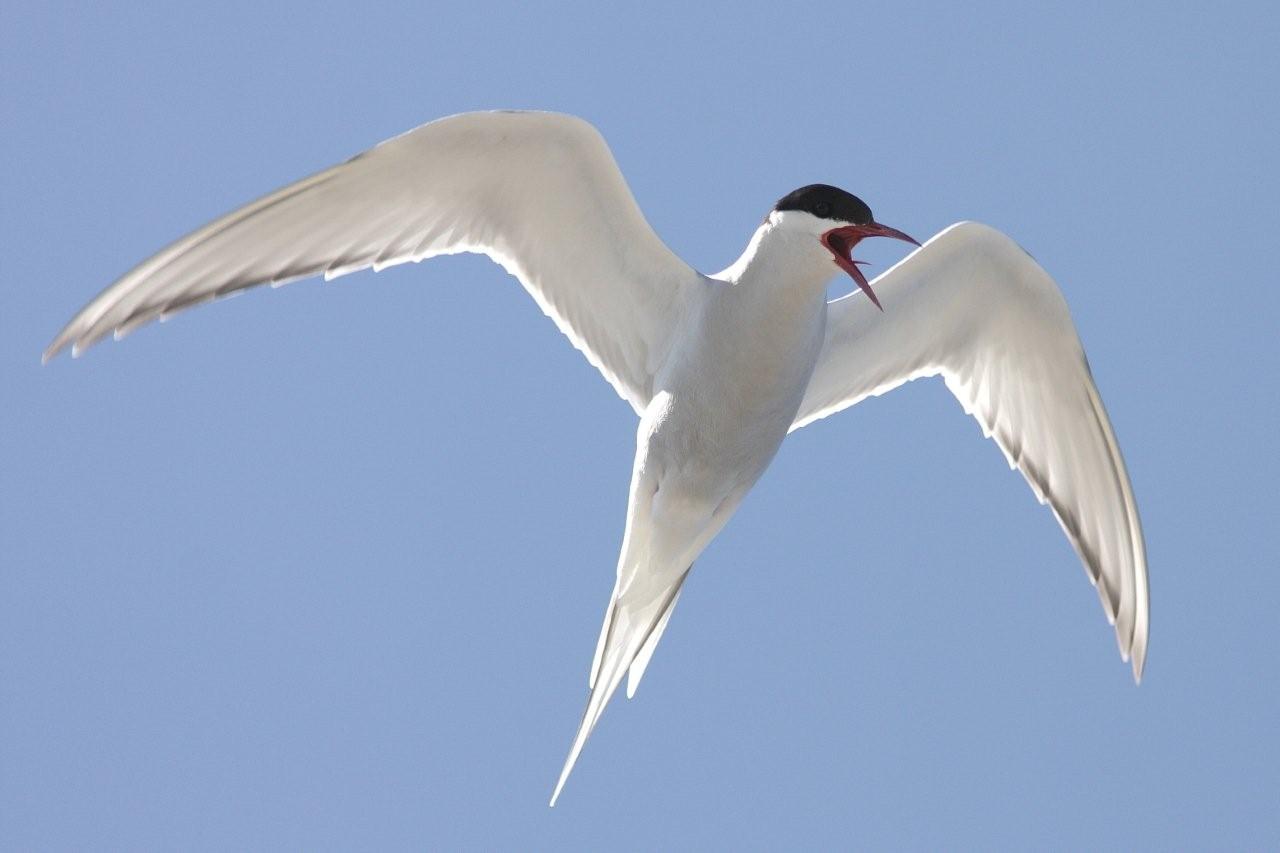 Antartic Tern in the sky