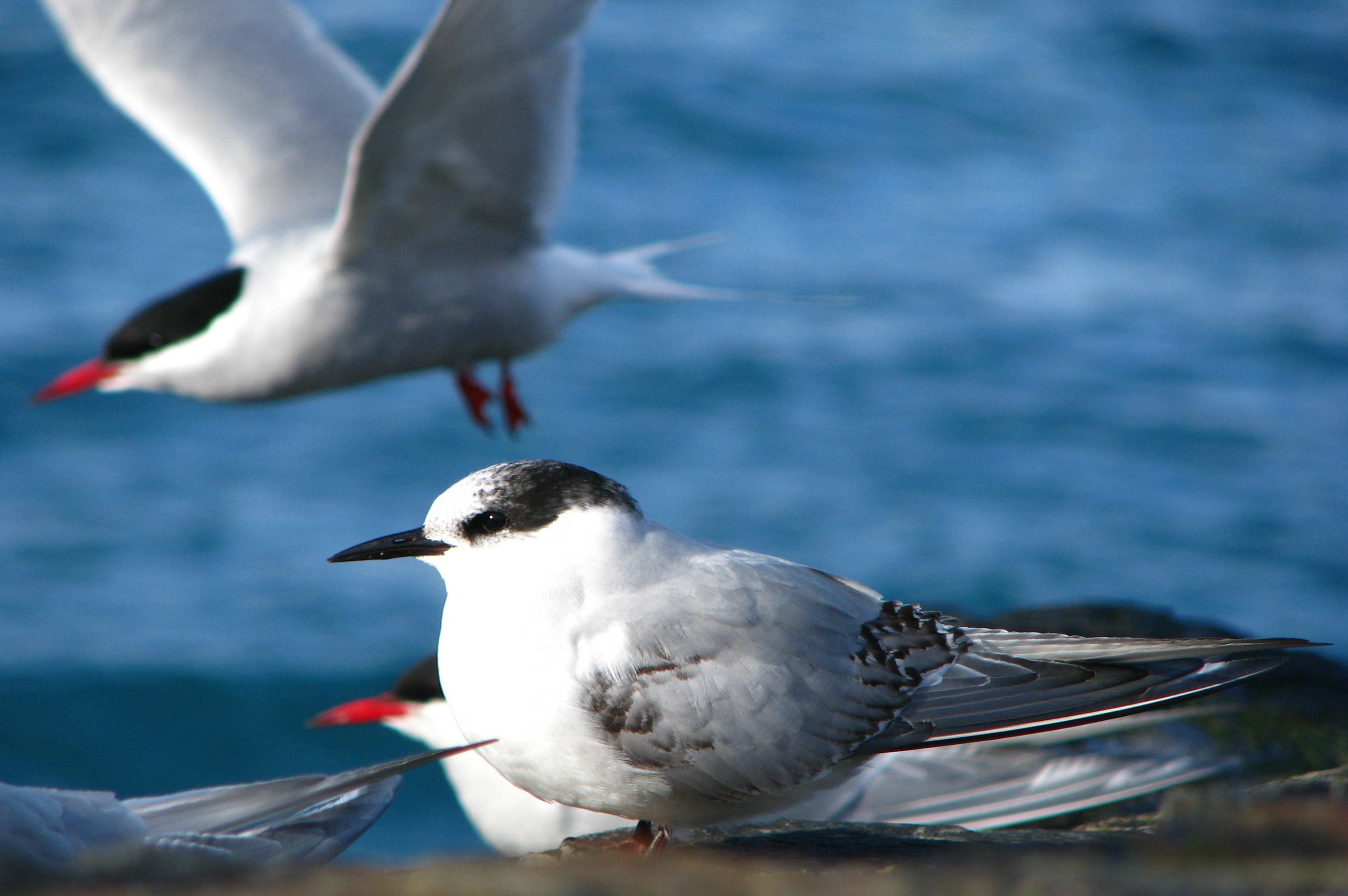 Antartic Tern near the sea