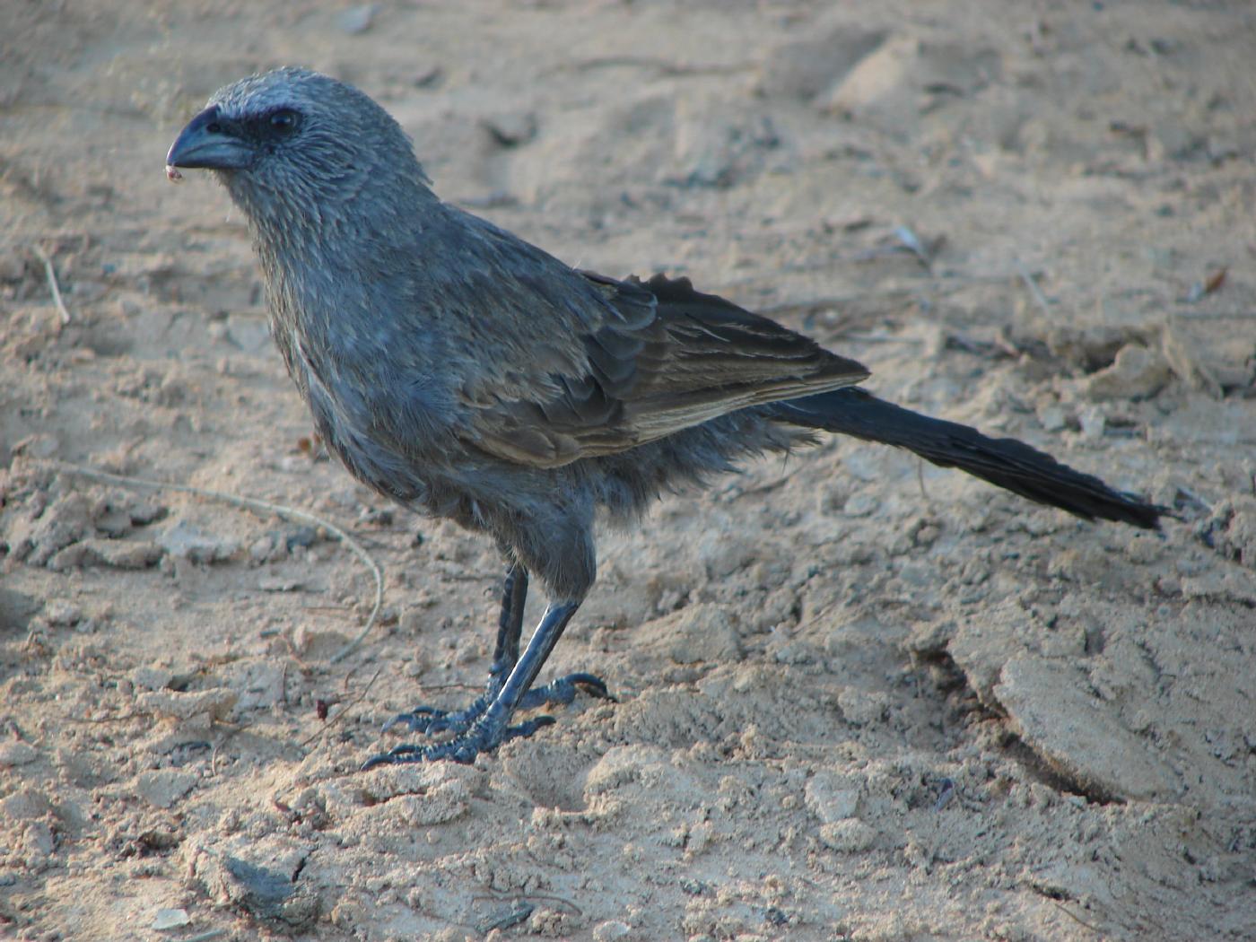 Apostlebird on earth