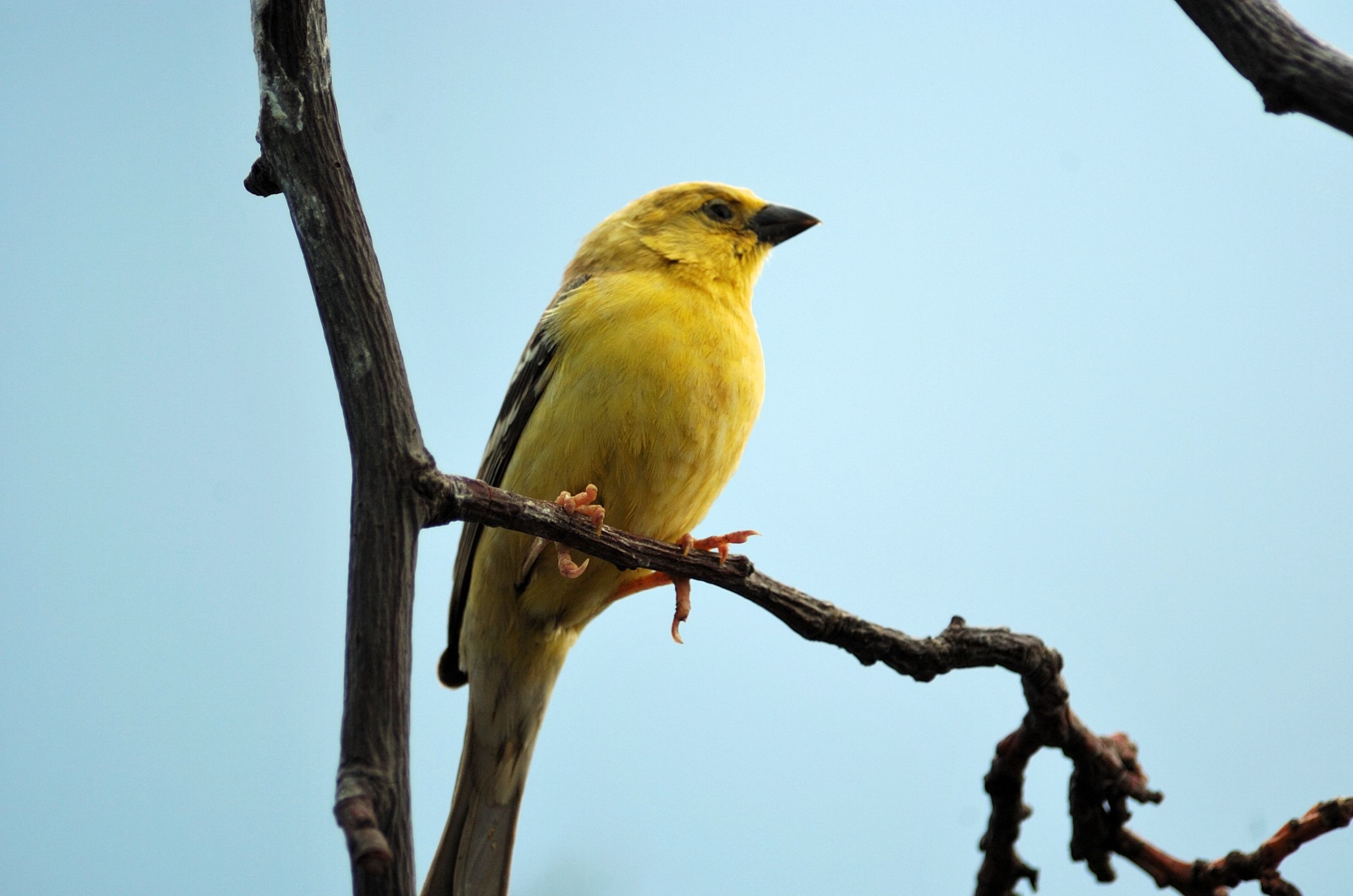 Arabian Golden Sparrow on the branch