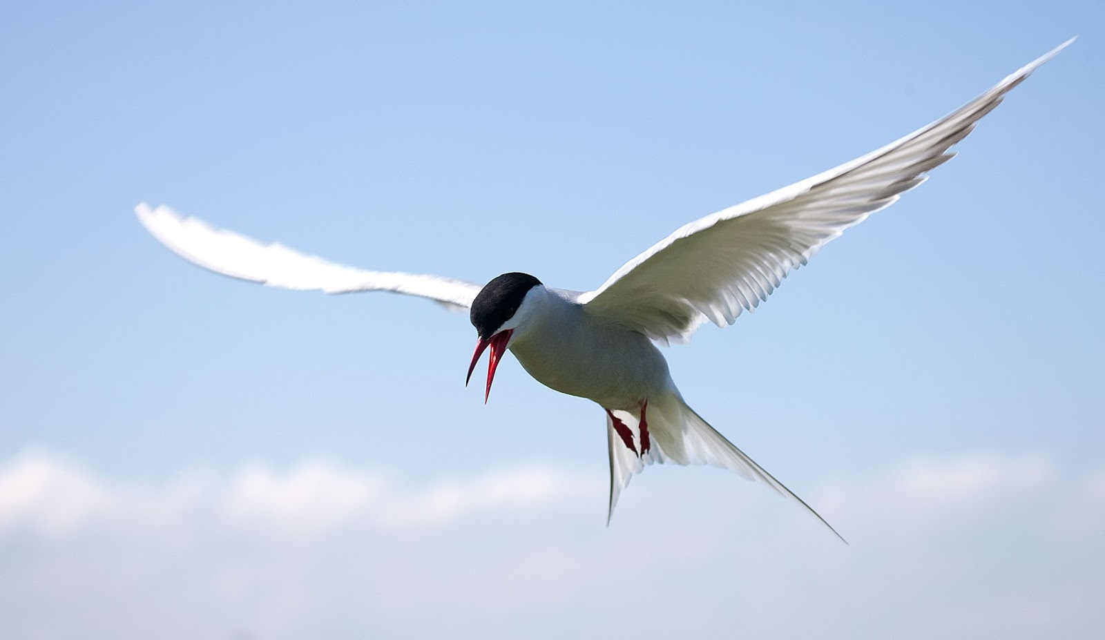 Arctic Tern in the clouds