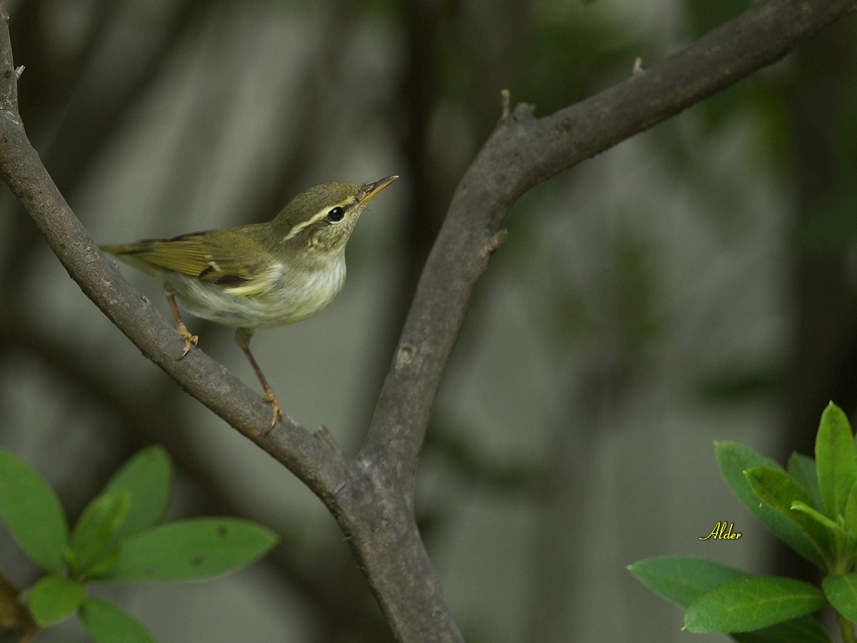 Arctic Warbler on the tree