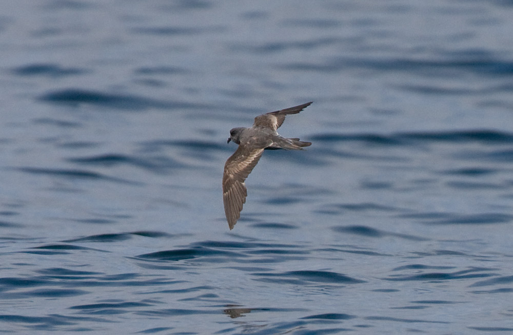 Ashy Storm Petrel on the sea