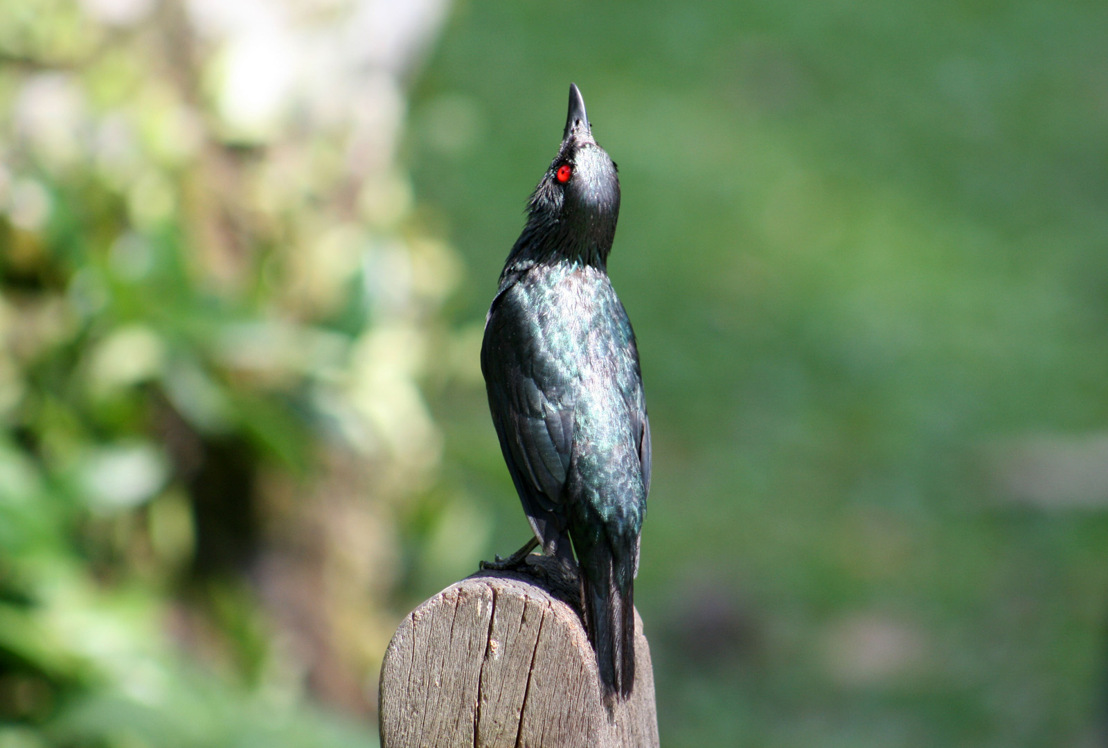 Asian Glossy Starling watching up