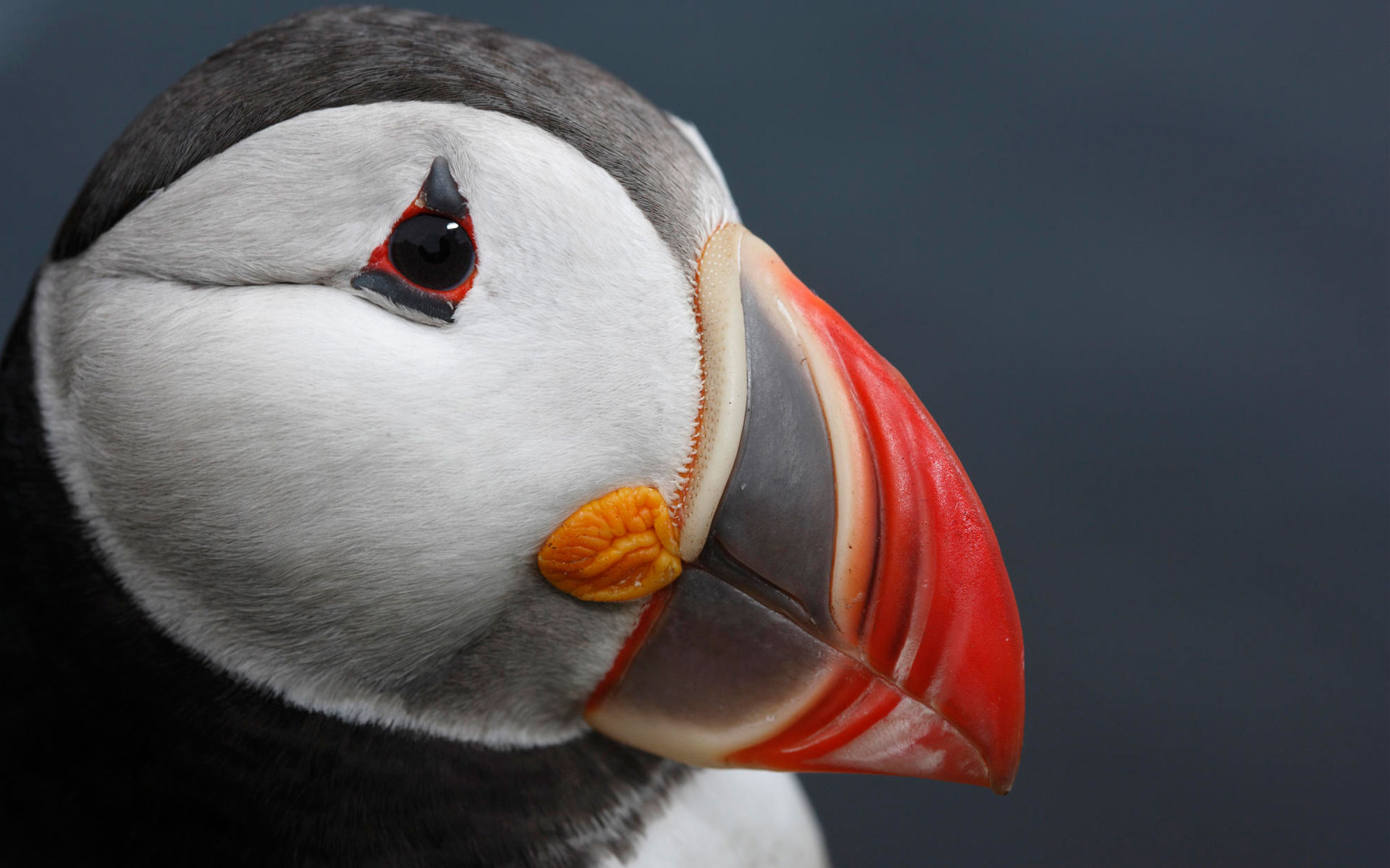 Atlantic Puffin head